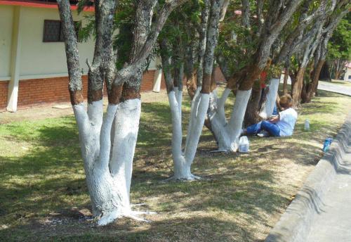 painting-tree-trunks-white.jpg