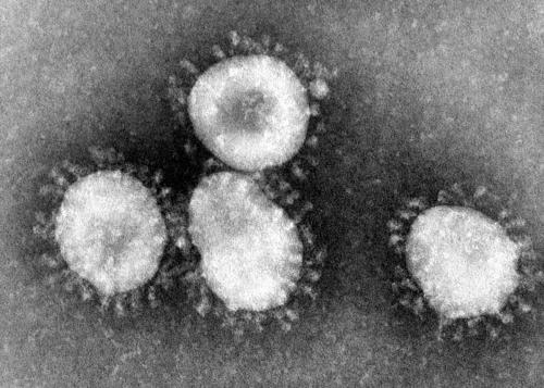 Coronaviruses_004_lores.jpg