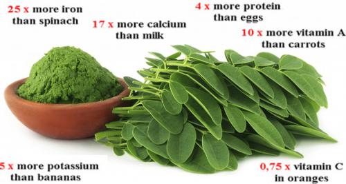 breaking-study-this-green-herb-could-be-the-cure-to-5-different-types-of-cancer-including-ovarian-liver-lung-and-melanoma.jpg