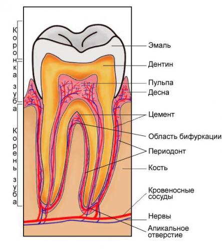 enamel2.jpg