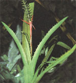 Эхмея прицветниковая - Aechmea bracteata