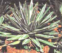 Agave parviflora (Агава мелкоцветковая) 