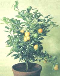 Апельсин - Citrus sinensis