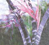 Бильбергия великолепная Billbergia magnifica