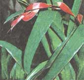 Бильбергия зеленоцветная Billbergia viridiflora 