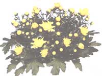 Хризантема - Chrysanthemum