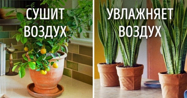 Растения для микроклимата
