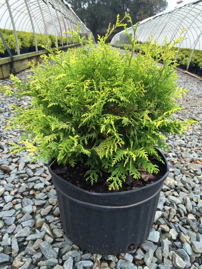 Кипарисовик (Chamaecyparis) - Растения для микроклимата