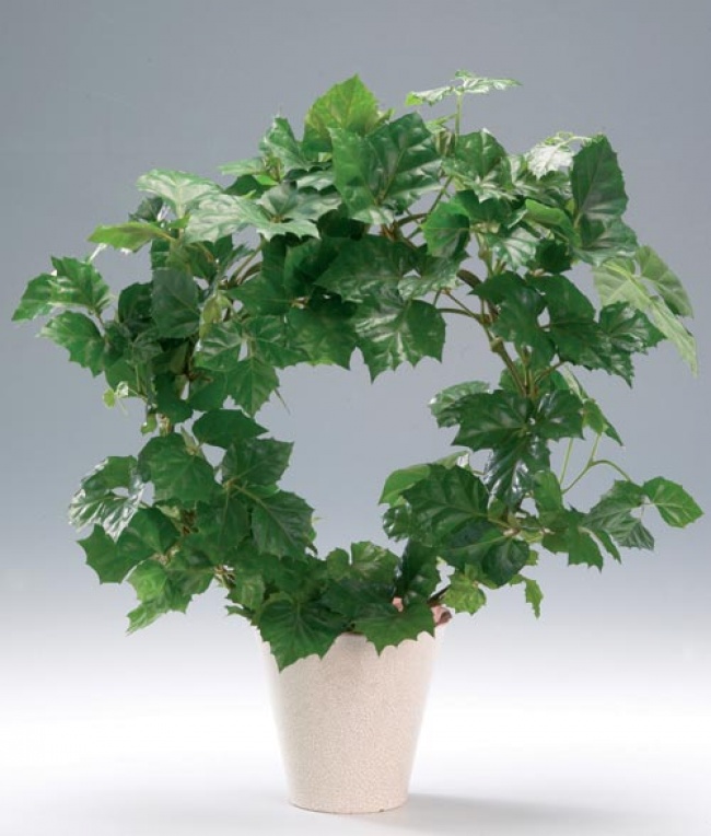 Циссус (Cissus) - Растения для микроклимата