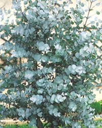 Эвкалипт - Eucalyptus