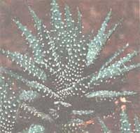 Хавортия жемчугоносная - Haworthia margaritifera