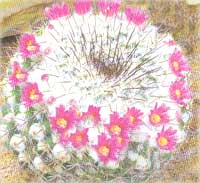 Маммилярия колючая - Mammilaria spinosissima 