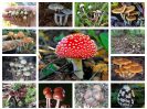 Виды галлюциногенных (псилоцибиновых) грибов, содержащих...
