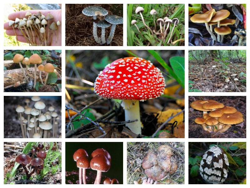 Каталог галлюциногенных грибов ☣ 🍄 🙃 обладающих наркотическим эффектом с подробным описанием ❺❺❺ и фотографиям