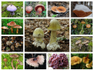 Ядовитые грибы — грибы, содержащие...