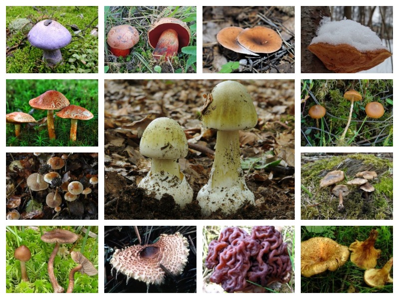 Ядовитые 🍄 грибы растущие ☠ в Украине 🚫 🚑 фото, названия (рус/lat), описания