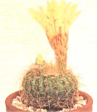 Нотокактус солнцелюбивый - Notocactus apricus 
