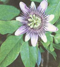 Пассифлора голубая - Passiflora caerulea 