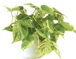 Уход за растением сциндапсус (потос) - scindapsus (pothos)