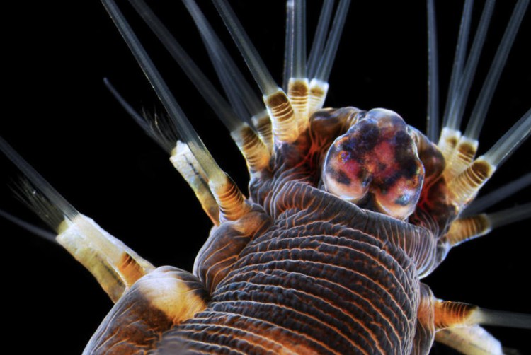 20-кратное увеличение морского червя - 30+ Фотографий под Микроскопом