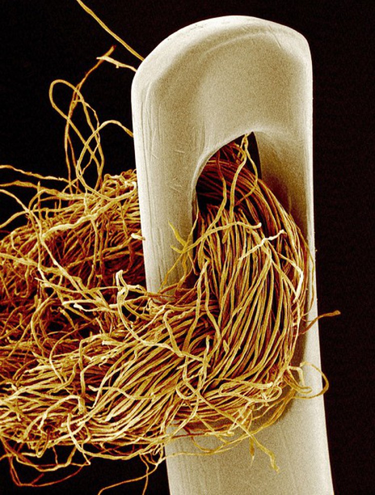 Ушко иглы с продетой ниткой - 30+ Фотографий под Микроскопом