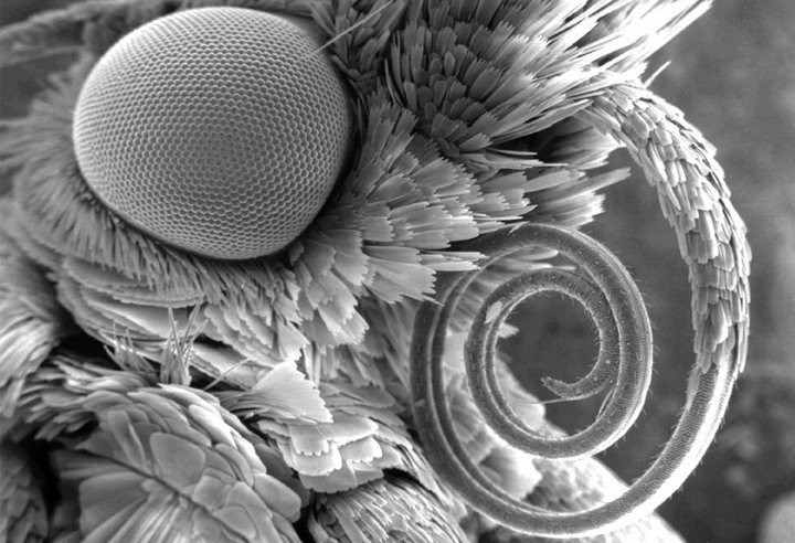 Изображение моли, вид головы сбоку. Ее глаз составляет около 800 микрон в ширину. - 30+ Фотографий под Микроскопом