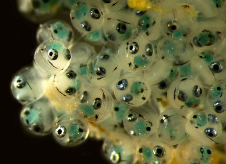 Кладка икры рыбы (увеличение 6.6x) - 30+ Фотографий под Микроскопом