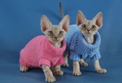одежда для кошек