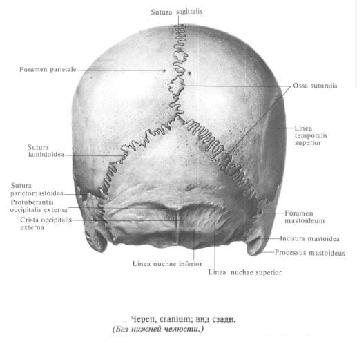 Cвод черепа