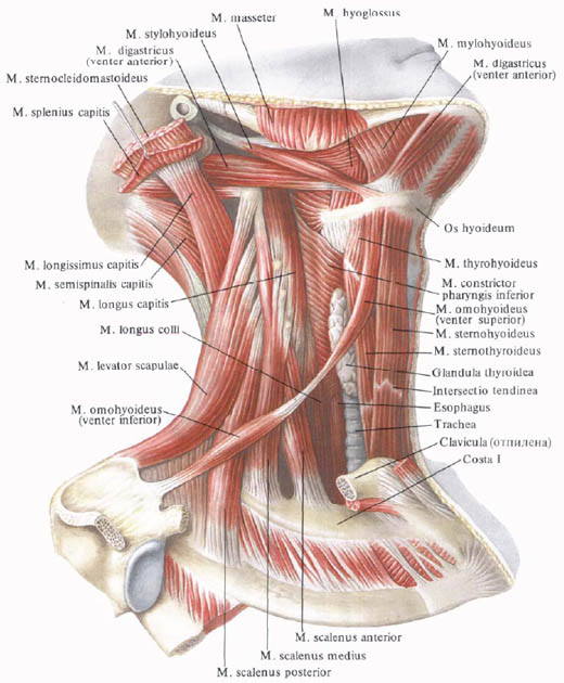 Двубрюшная мышца
