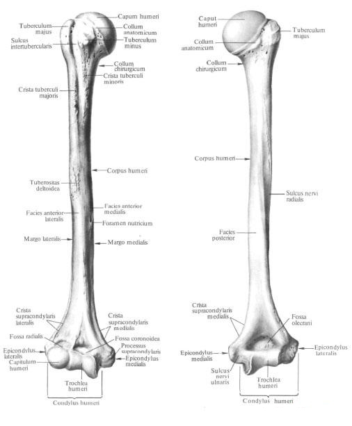 Плечевая кость