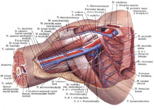 Анатомия человека в картинках