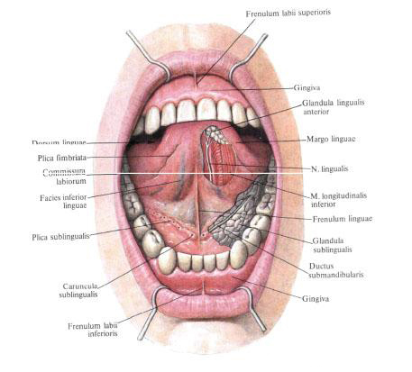 Слизистая оболочка дна полости рта