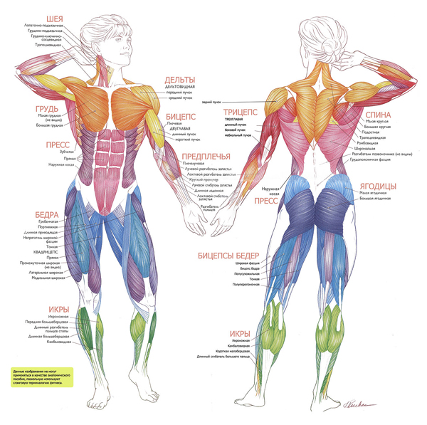 Анатомия человека в картинках
