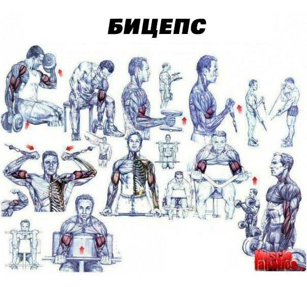 Упражнения на каждую мышечную группу