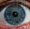 Синий глаз - Виды цветов глаз