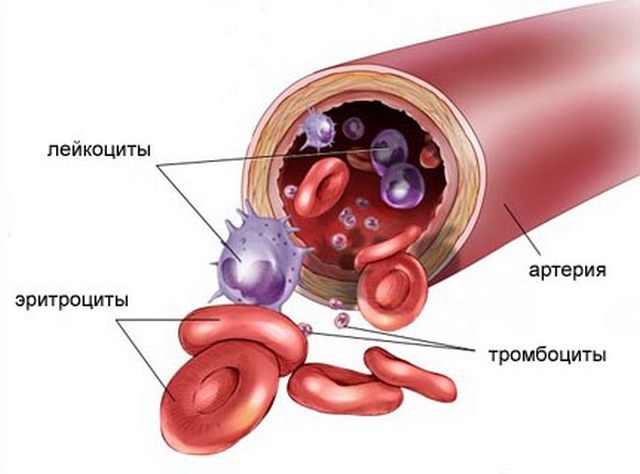 Кровь человека Невероятные факты о человеческом теле. Внутренние органы.