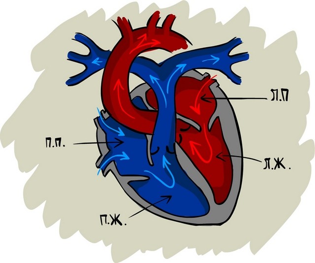 Сердце человека Невероятные факты о человеческом теле. Внутренние органы.