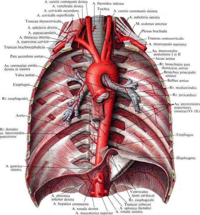 Факты об аорте Невероятные факты о человеческом теле. Внутренние органы.