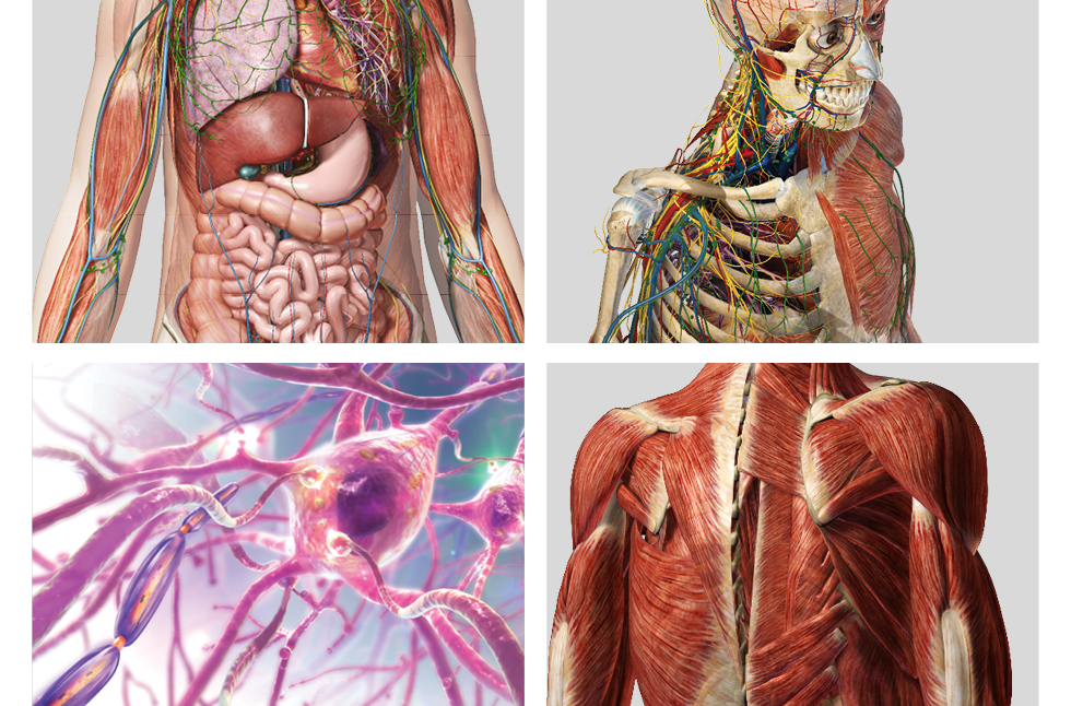 Невероятные факты о человеческом теле. Внутренние органы.