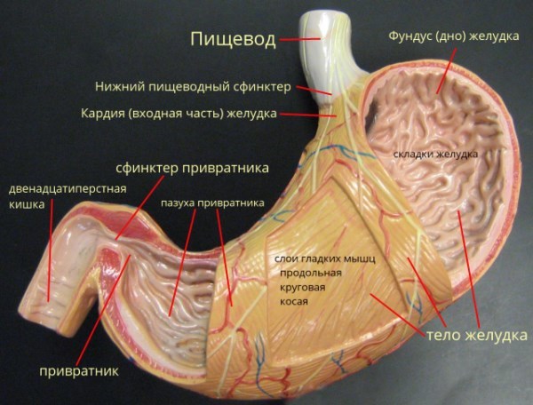 Защита желудка Невероятные факты о человеческом теле. Внутренние органы.