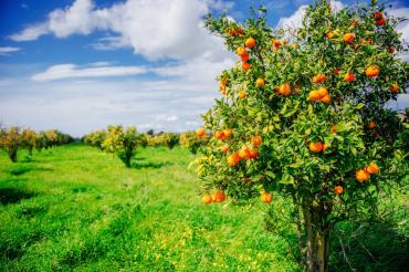 Как выглядят продукты до сбора