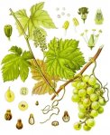 Виноград культурный - Vitis vinifera L.