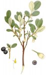 Голубика обыкновенная - Vaccinium uliginosum