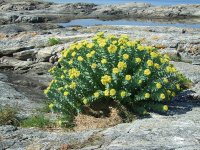 Родиола розовая – Rhodiola rosea