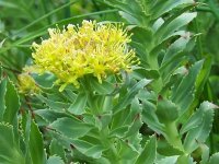 Родиола розовая – Rhodiola rosea