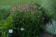 Эхинацея пурпурная - Echinacea purpurea