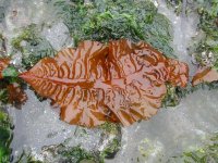 Ламинария сахаристая (морская капуста)