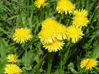 Одуванчик лекарственный - Taraxacum officinale