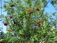 Рябина обыкновенная - Sorbus aucuparia